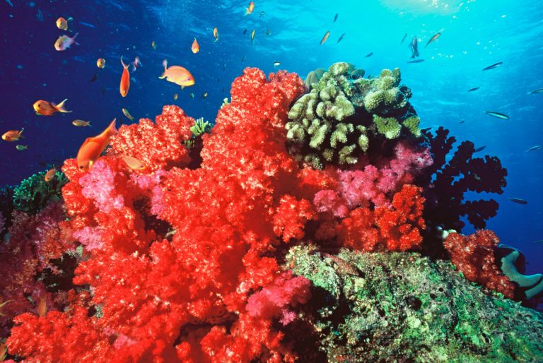 $63 million to protect the Coral Triangle - WWF Singapore