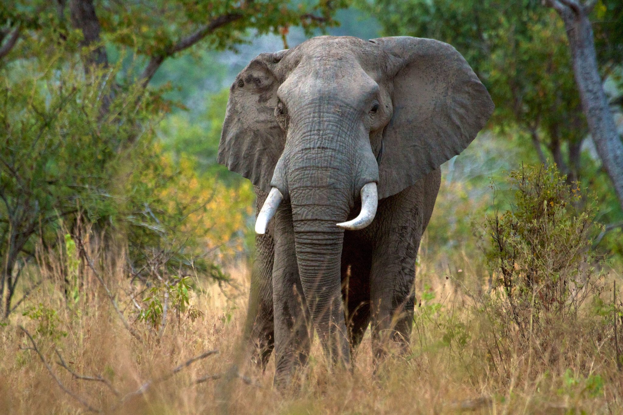 Huge fall in African elephant population as poaching crisis continues