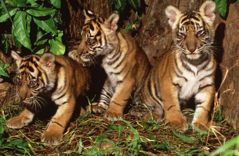 Global Wild Tiger Population Increases But Still A Long Way To Go
