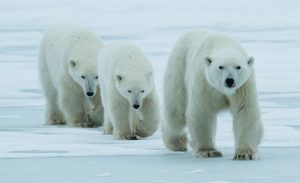 WWF Celebrates the Year of the Polar Bear - WWF-Singapore